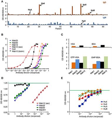 IgM Antibodies Can Access Cryptic Antigens Denied to IgG: Hypothesis on Novel Binding Mechanism